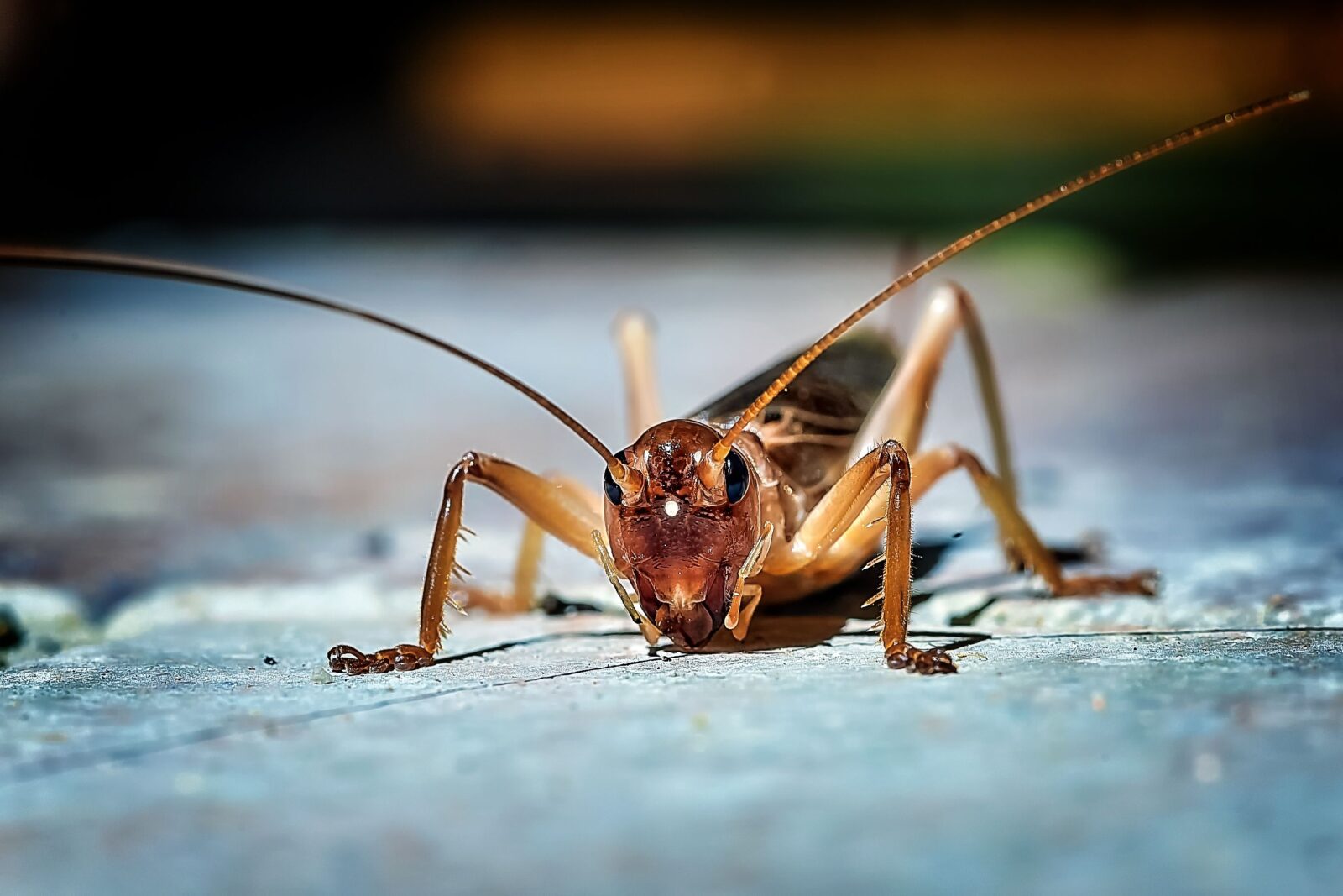 How to Get Rid of Crickets in the Basement Inspired Homes