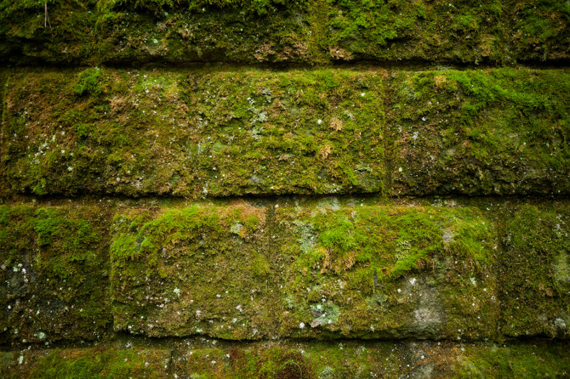 Moss On Stone Blocks Wall