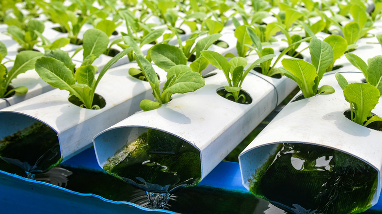 What is Hydroponic Gardening