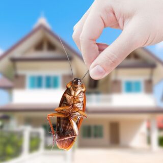 Keeping Home Safe from Pests