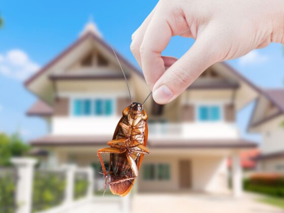 Keeping Home Safe from Pests