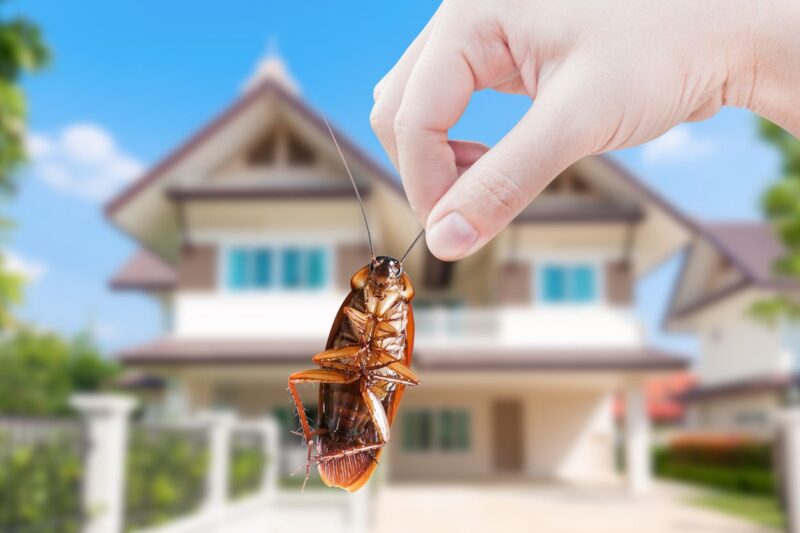 Keeping Home Safe from Pests