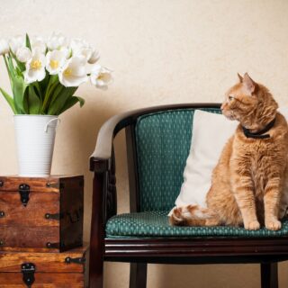 Stylish and Cat-Friendly Living Solutions