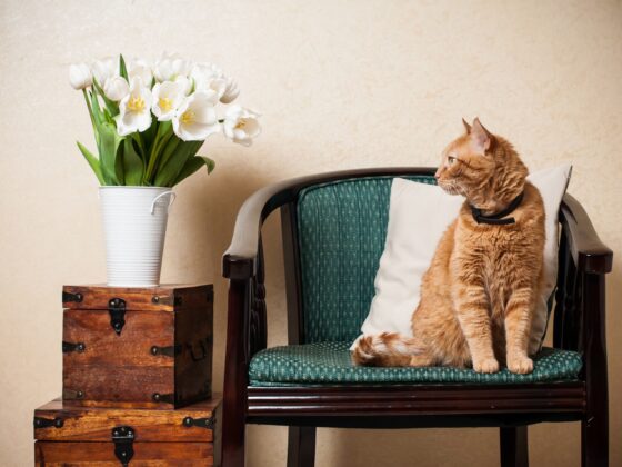 Stylish and Cat-Friendly Living Solutions