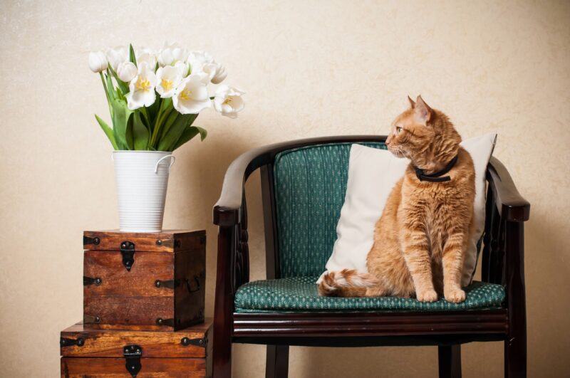 Stylish and Cat-Friendly Living Solutions