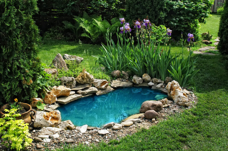 Plants for Backyard Pond